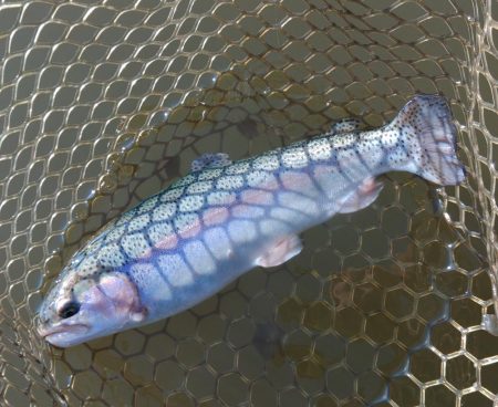 大安トラウトレイク釣果